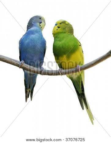 Budgerigars สองบนพื้นหลังสีขาว