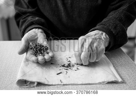 Dried plants on an old woman's hand. Black and white photo.