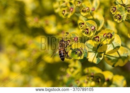 Close-up Of Bee Sitting On Blossom Of Euphorbia Plant