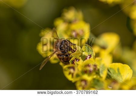 Close-up Of Bee Sitting On Blossom Of Euphorbia Plant