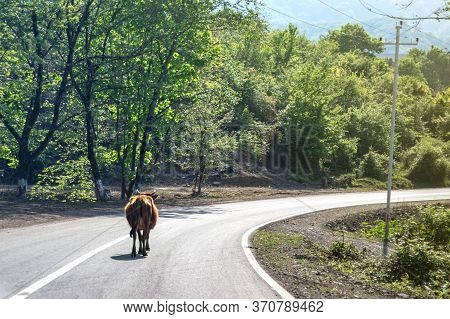 Cows In The Mountain Road On A Sunny Day. Talysh Mountains Landscape, Mountain Road And Several Cows