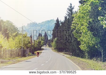Cows In The Mountain Road On A Sunny Day. Talysh Mountains Landscape, Mountain Road And Several Cows