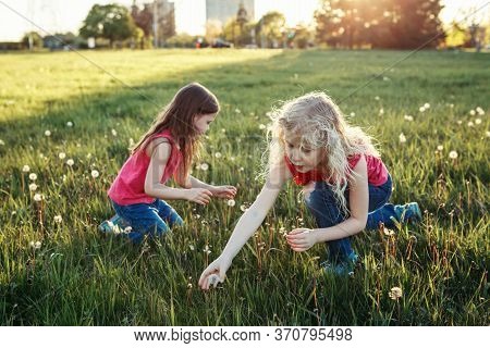 Cute Adorable Caucasian Girls Picking Dandelions. Kids Sitting In Grass On Meadow. Outdoor Fun Summe