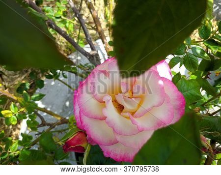 Delicate Bud Of Blossoming Roses Of Hendel Variety