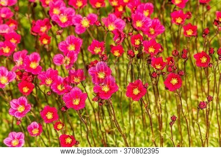 Arends Saxifrages Are Cold-resistant And Unpretentious Herbaceous Perennials For Alpine Hills, Rocke