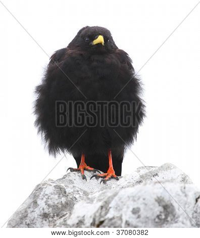 Die Alpendohle oder Yellow billed Alpenkrähe (Pyrrhocorax Graculus) isoliert auf weißem Hintergrund.