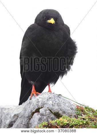 Die Alpendohle oder Yellow billed Alpenkrähe (Pyrrhocorax Graculus) isoliert auf weißem Hintergrund.