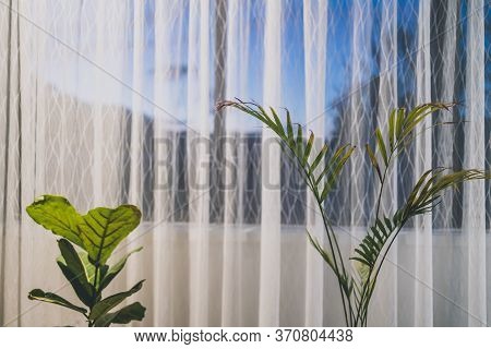 Palm Tree And Fiddle Leaf Fig Indoor Next To A Big Window With Sunset Outside
