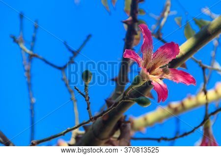 Pink Flower Of The Silk Floss Tree (ceiba Speciosa, Formerly Chorisia Speciosa)