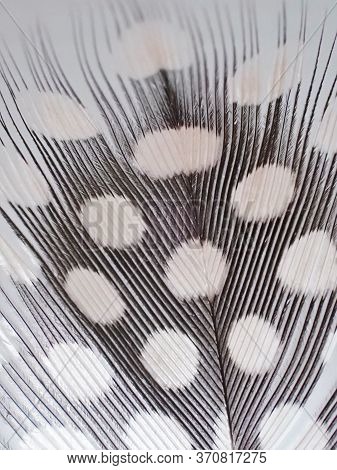 Feather Texture. Partridge Feather Close-up. White Speckles On A Gray Background Pattern. Fleecy Nat