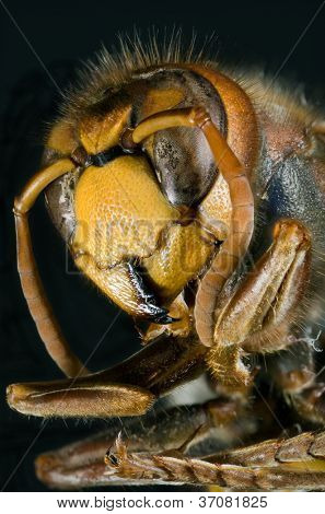 Macro ultra di Vespa crabro