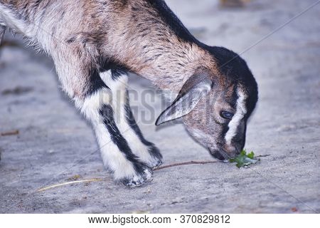 Bangladeshi Goat