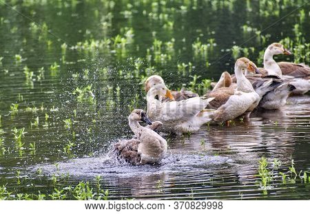 Ducks Are Refreshing Themselves.
