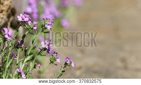Small Purple Erinus Alpinus Flowers Near Stone Wall. Floral Background.