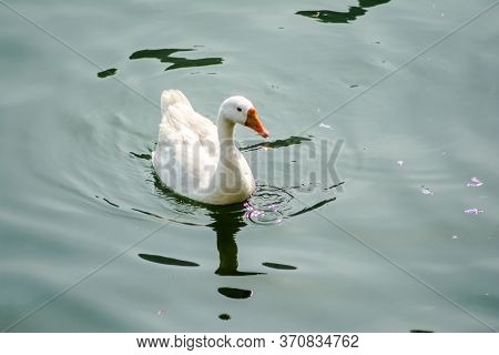 Ducks Swimming In The Water In Beautiful Bhimtal Lake Of Nainital Uttarakhand