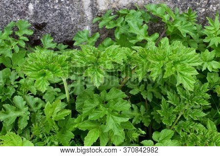 Heracleum Sosnowskyi. Hogweed Sosnowski. Leaves Of A Poisonous Plant.