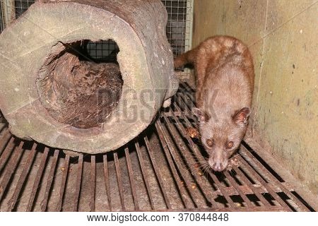 Asian Palm Civet - The Animal Used For The Production Of Expensive Coffee Kopi Luwak. Portrait Of No