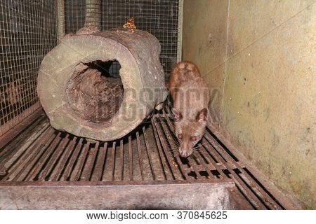 Palm Civet Walks The Cage. Asian Palm Civet - The Animal Used For The Production Of Expensive Coffee