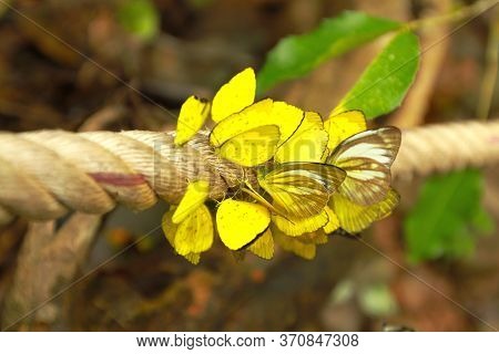 Close Up Many Yellow Butterfly Are On The Long Rope With Blurred Green Leaves Background  (amathusii