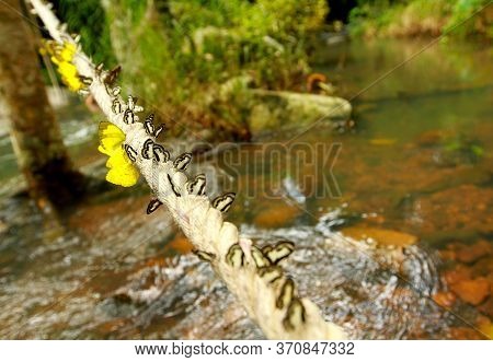Many Colorful Butterfly On The Rope With Waterfall Background (amathusiidae)