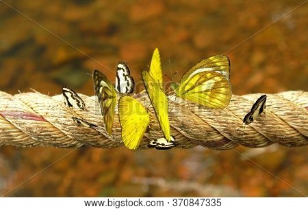 Many Yellow, Black And White Butterfly Hanging On Rope With Blurred Water Background. Amathusiidae, 