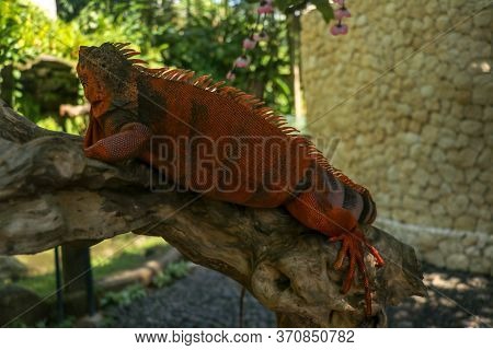 Full Body Side View Of Red Iguana. Red Iguana Climbing On Branch. Macro Photo Of Large Iguana Iguana
