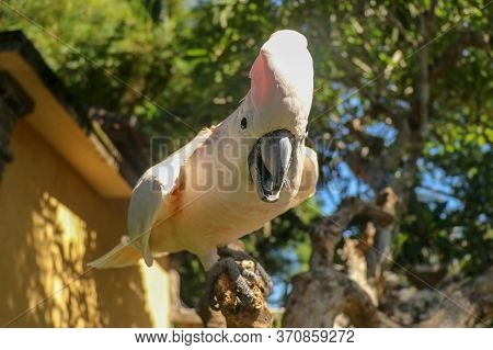 Beautiful Salmon-crested Cockatoo Sitting On Dry Branch At Bali Bird Park Zoo. Moluccan Cockatoo, Ca