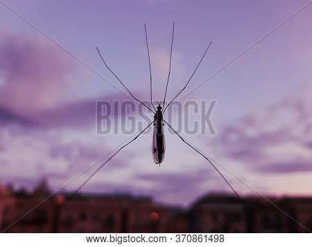 Close Up The Fly On The Window, On The Glass, The Concept Of Sanitation, Dangerous Insects, Insect R
