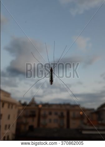 Close Up The Fly On The Window, On The Glass, The Concept Of Sanitation, Dangerous Insects, Insect R