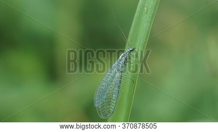 Blue Chrysoperla Carnea On The Grass, Summer