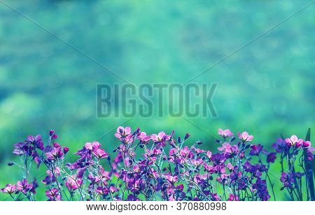 Soft Flower Background. Pink Flowers On A Emerald Natural Background. Beautiful Blurrred Bokeh. Summ