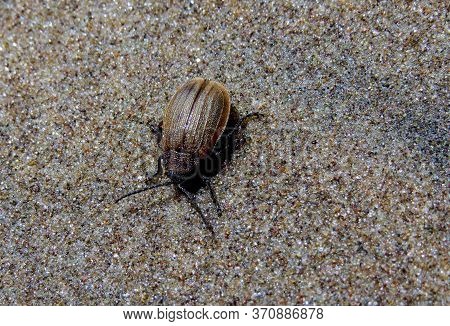 Golden Beetle Crawled On The Wet River Sand