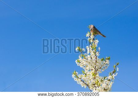 Singing Thrush Nightingale Luscinia Luscinia Against Sky