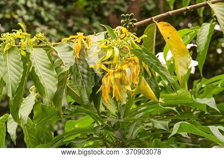 Beautiful Single Yellow Tropical Flower Ylang Ylang (cananga Odorata)