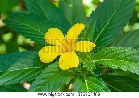 A Beautiful Yellow Single Tropical Flower, Yellow Alder (turnera Ulmifolia). Seychelles.