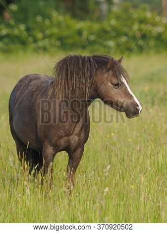 A Welsh Pony Stands In A Summer Meadow Of Very Long Grass.
