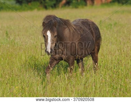 A Welsh Pony Stands In A Summer Meadow Of Very Long Grass.