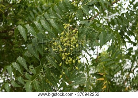 Azadirachta Indica, Commonly Known As Neem, Nimtree Or Indian Lilac