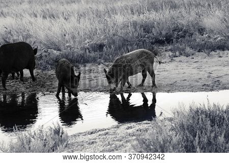 Young Wild Boars Drinks At Watering Place With Reflections On Water At Sunny Summer Evening. Black A