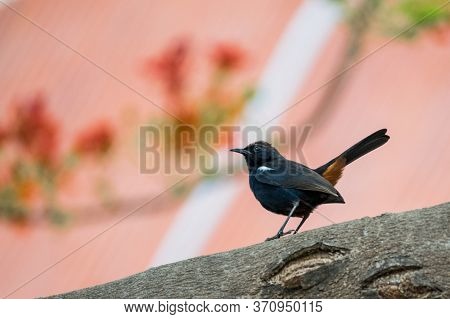 Indian Robin (copsychus Fulicatus) Perched On A Tree Branch