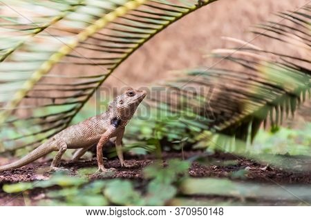 Oriental Garden Lizard (calotes Versicolor) Crawling In The Garden