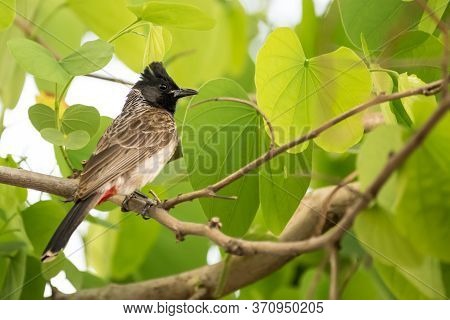 Red Vented Bulbul (pycnonotus Cafer) Perching On A Tree With Bright Green Leaves