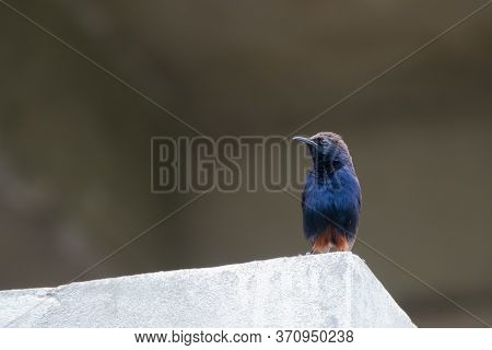 Indian Robin (copsychus Fulicatus) Perching On A Wall