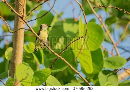 Purple Rumped Sunbird (leptocoma Zeylonica) Perched On A Tree With Bright Green Leaves.