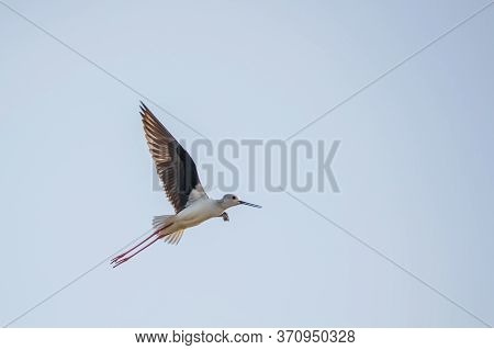 Black Winged Stilt (himantopus Himantopus) Captured While In Flight