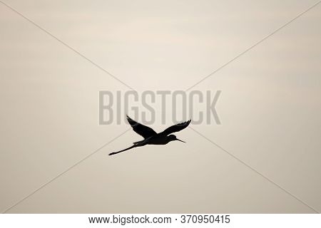 Silhouette Of A Bird Flying On A Clear Evening