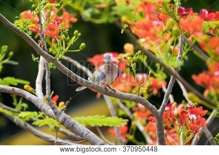 Laughing Dove (streptopelia Senegalensis) Perching On Tree With Bright Reddish-orange Flowers