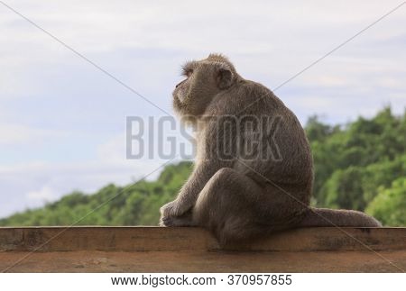 Side View Profile Of Macaque Staring In The Distance While Sitting On A Wall At Uluwatu Temple, Bali