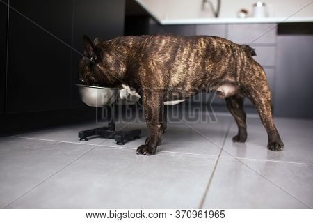 Young Adult French Bulldog Eating Dog Food From Bowl. Alone In Kitchen. Pet Care Without People. Dar