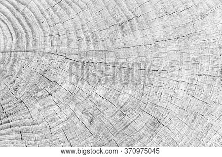 Close - Up Old Tree Stump Texture And Background